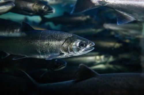 Coho salmon swim at the Fisheries and Oceans Canada Capilano River Hatchery, in North Vancouver, on Friday July 5, 2019. A first-of-its kind study in British Columbia suggests salmon hatcheries could improve survival rates by optimizing the weight of the juvenile fish and the timing of their release. THE CANADIAN PRESS/Darryl Dyck
