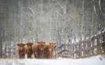Highland cattle graze as snow falls near Cremona, Alta., Sunday, Oct. 18, 2020. Japan is lifting the last of its restrictions against Canadian beef, 20 years after this country's BSE crisis. THE CANADIAN PRESS/Jeff McIntosh