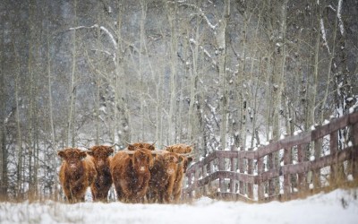 Highland cattle graze as snow falls near Cremona, Alta., Sunday, Oct. 18, 2020. Japan is lifting the last of its restrictions against Canadian beef, 20 years after this country's BSE crisis. THE CANADIAN PRESS/Jeff McIntosh