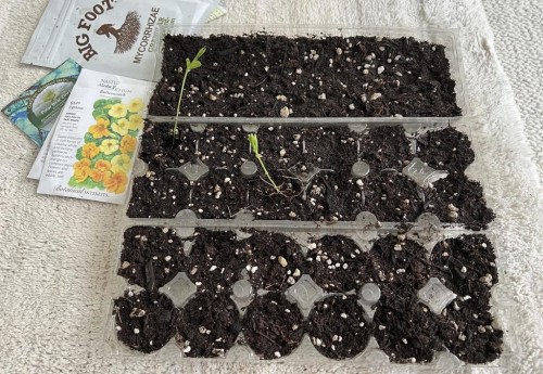 This image provided by Jeff Lowenfels shows flats of sweet peas grown from seed in recycled egg cartons on March 23, 2023, in Anchorage, Alaska. The longer days of spring make this a good time to start plants from seed, either indoors or outdoors. (Jeff Lowenfels via AP)