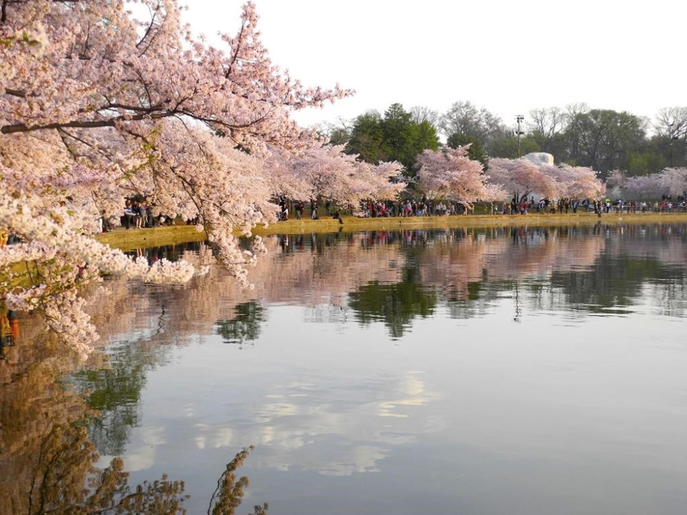 Care, ‘magic’ help DC’s cherry blossom trees defy age Winnipeg Free Press