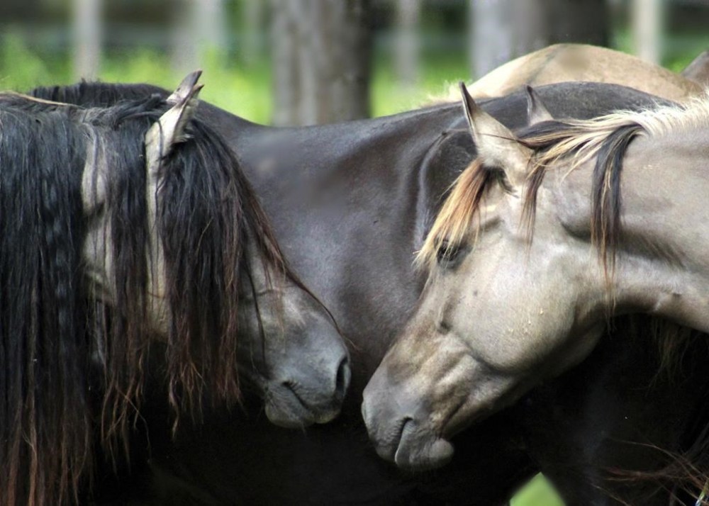 This photo provided by Sacred Way Sanctuary shows Anasazi Sun, left, and his mares in Florence, Ala. in 2019. These Lakota-line horses were born in He’Sapa (The Black Hills), an area held sacred by the Lakota Peoples and many other tribal nations. In a study published Thursday, March 30, 2023, in the journalScience, a new analysis of horse bones gathered from museums across the Great Plains and northern Rockies has revealed that horses were present in the grasslands by the early 1600s, an earlier date than many written histories suggest. (Sacred Way Sanctuary via AP)