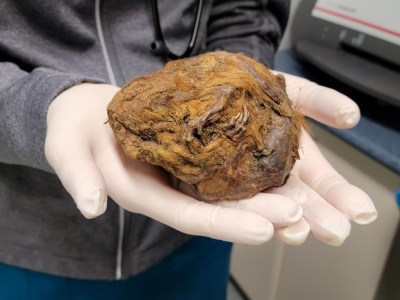 A person holds a mummified Arctic ground squirrel uncovered near Dawson City, Yukon, in an undated handout photo. The 30,000-year-old animal is set to go on display this May at Whitehorse's Yukon Beringia Interpretive Centre. THE CANADIAN PRESS/HO-Yukon Territorial Government, *MANDATORY CREDIT*