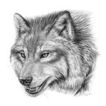 An artist's impression of a dire wolf (Canis dirus) is seen in an undated handout photo. A team from the Royal Ontario Museum in Toronto has used new technology to positively identify a fossil of a dire wolf which was found in Canada. THE CANADIAN PRESS/HO-ROM, Danielle Dufault, *MANDATORY CREDIT*