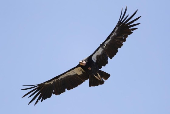 A California condor takes flight in the Ventana Wilderness east of Big Sur, Calif. (Marcio Jose Sanchez / The Associated Press files)