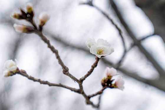 Cherry blossoms begin to bloom along Hains Point in Washington. (Andrew Harnik / The Associated Press)