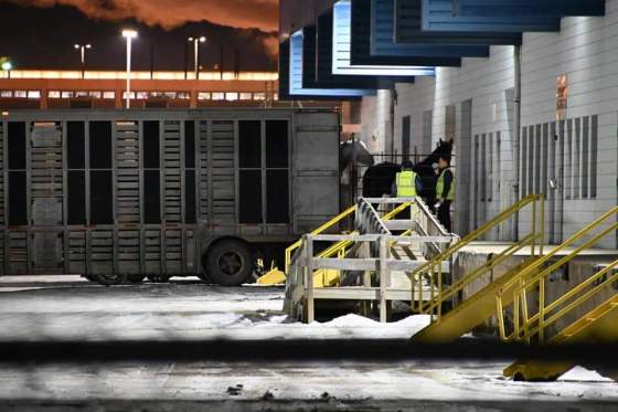 A horse shipment. (Manitoba Animal Save)