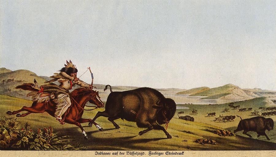 To hunting bison.