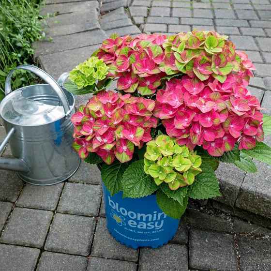 Bloomin' Easy has opened an online store.