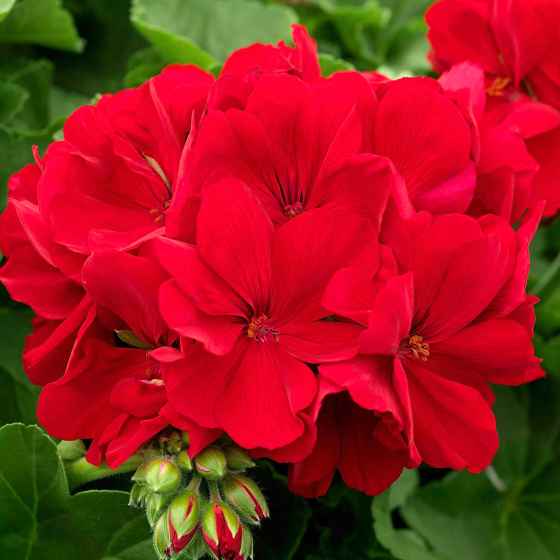 Calliope is a cascading geranium with large, semi-double flowers and a vigorous spreading habit.