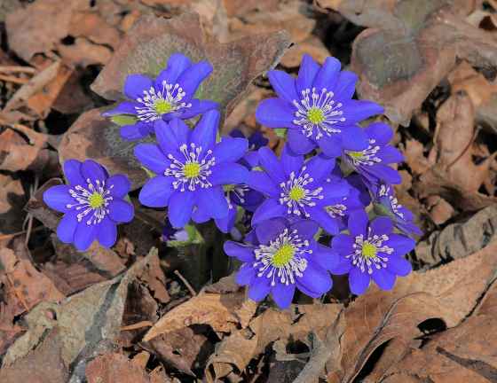Hepatica (Marilyn Latta photo)
