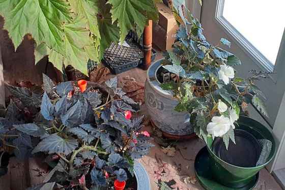 Dawn found a tag in the pot for the dark-leaved begonias at the bottom: they are Nonstop Mocca Cherry tuberous begonias. At the top are leaves from her indoor begonia, which roots whenever she puts stems into soil.