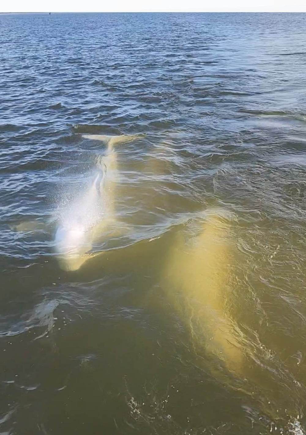 SUPPLIED
Churchill offers many tourist activities including viewing polar bears from tundra buggies and belugas from zodiac boats or kayaks.