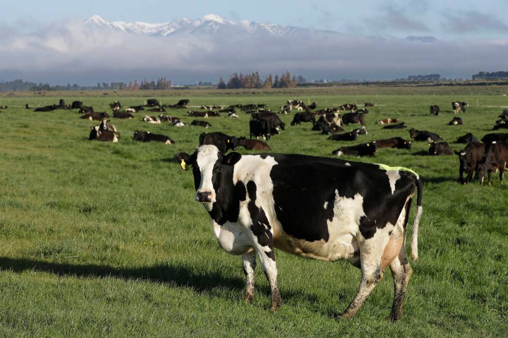 Mark Baker / The Associated Press Files
Dairy cows graze on a farm near Oxford, in the South Island of New Zealand.