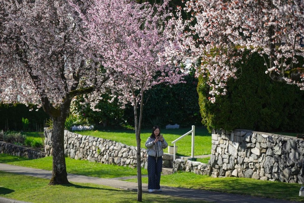 Selfie sticks bloom beneath Vancouver’s cherry blossoms, as petal power