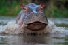 FILE - A hippo swims in the Magdalena river in Puerto Triunfo, Colombia, Feb. 16, 2022. A hippopotamus descended from animals illegally brought to Colombia by the late drug kingpin Pablo Escobar has died in a collision with an SUV on a highway near Escobar’s hacienda, environmental authorities said April 12, 2023. (AP Photo/Fernando Vergara, File)
