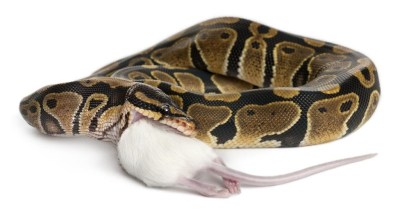 A snake swallowing a rodent is shown in this undated handout image provided by The Public Health Agency of Canada. The agency is investigating a salmonella outbreak linked to handling snakes and rodents. There have been confirmed illnesses in 45 people across the country. One person died. THE CANADIAN PRESS/HO-Public Health Agency of Canada
**MANDATORY CREDIT**