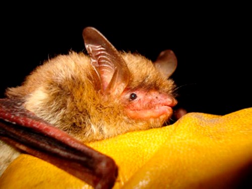 FILE - This undated photo provided by the Wisconsin Department of Natural Resources shows a northern long-eared bat. More than half of North America's bat species are likely to diminish significantly as climate change, disease and habitat loss take their toll, scientists warned Monday, April 17, 2023. (Wisconsin Department of Natural Resources via AP, File)