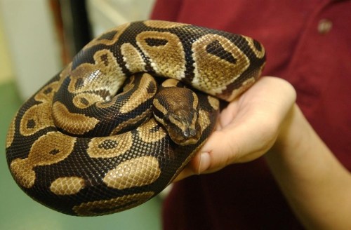 An animal handler at a pet store in Clifton, N.J., holds a pet Burmese Python in a Dec. 13, 2004 file photo. An employee at the Edmonton zoo was taken to hospital Tuesday morning after she was bitten by a Burmese Python. THE CANADIAN PRESS/AP/Jim Lord