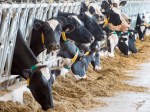 Dairy cows are seen at a farm Friday, August 31, 2018 in Sainte-Marie-Madelaine, Que. As food inflation persists, some have seen an opportunity to advocate for an end to supply management, the structure that regulates Canada’s dairy, poultry and eggs sectors. THE CANADIAN PRESS/Ryan Remiorz