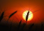 A head of wheat is silhouetted by the sun in a wheat crop near Cremona, Alta., Tuesday, Sept. 6, 2022. Statistics Canada says farmers are expecting to plant the largest wheat crop in more than two decades in 2023. THE CANADIAN PRESS/Jeff McIntosh