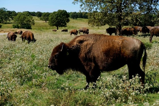 The Zoonomia Project is an international effort comparing the genetic blueprints of an array of animals. (Audrey Jackson / The Associated Press files)