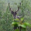 A caribou herd in Charlevoix, Que. could be heading toward a baby boom this year, providing a rare bit of good news for the province's decimated population. A caribou peers through the trees and brush at Denali National Park and Preserve, Alaska, on Monday, Aug. 12, 2013. THE CANADIAN PRESS/AP-Becky Bohrer