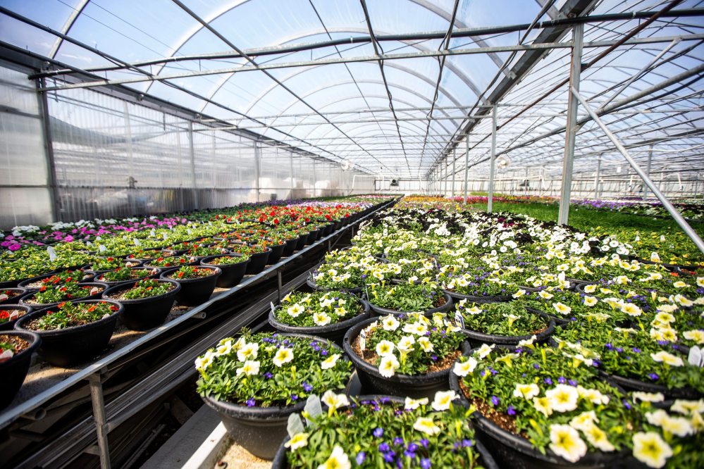 MIKAELA MACKENZIE / WINNIPEG FREE PRESS
Flowers grow in the Shelmerdine Garden Centre greenhouses in Winnipeg.