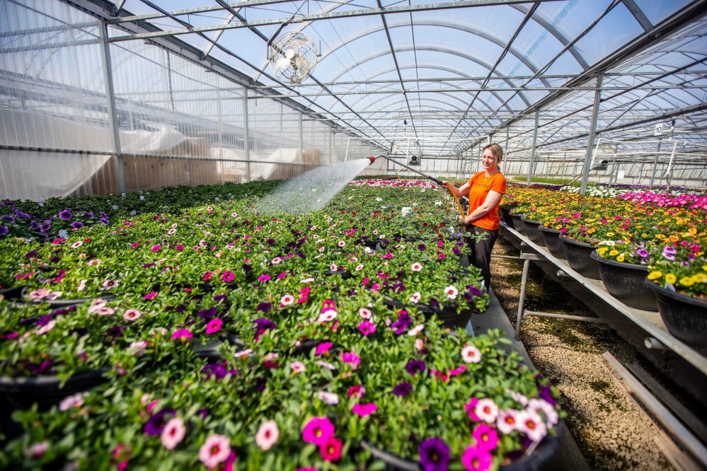 MIKAELA MACKENZIE / WINNIPEG FREE PRESS
Caitlin Wikdahl waters flowers in the Shelmerdine Garden Centre greenhouses in Winnipeg.