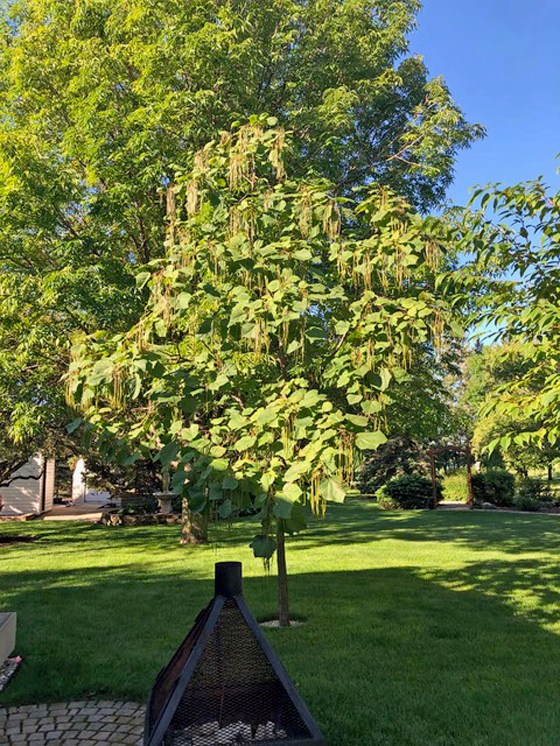 Mona Lavallee's Chinese Catalpa tree. (Mona Lavallee photo)