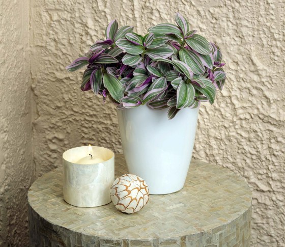 Feeling Flirty Purple Tradescantia (Proven Winners photo)