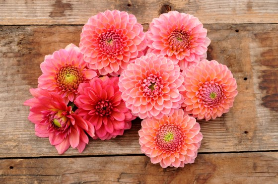 Popular dahlia varieties Salmon Runner, Pink Runner, Nathalie G and Linda's Baby. (Prairie Grove Greenhouses photo)