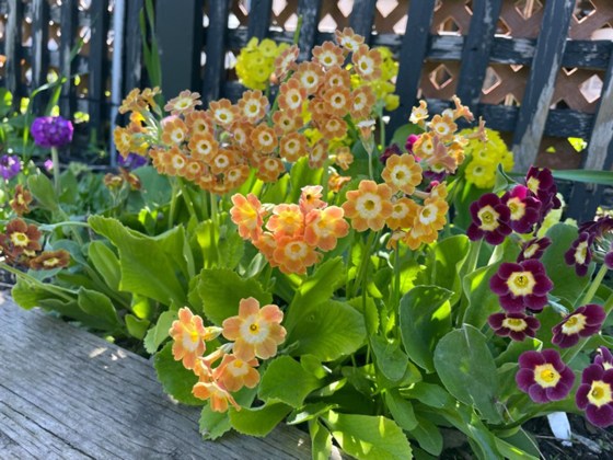 Primroses auriculas (Greg Boguski photo)