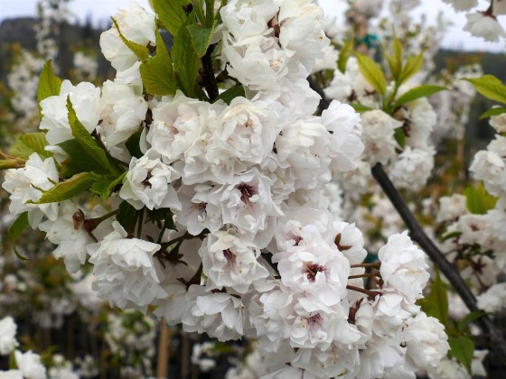Princess Kay Plum flowers (Rick Durand photo)