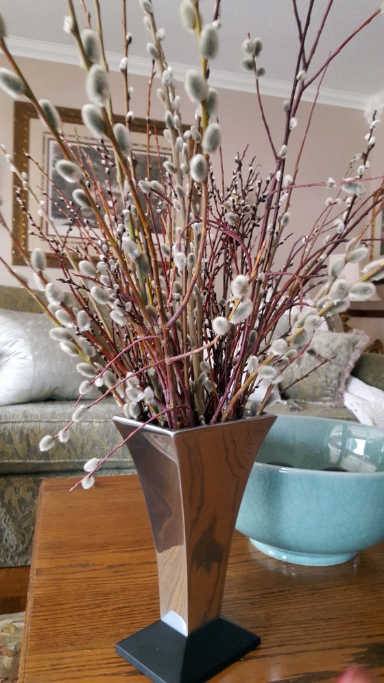 Pussy willows from Evergreen Valley Nursery. (Colleen Zacharias photo)