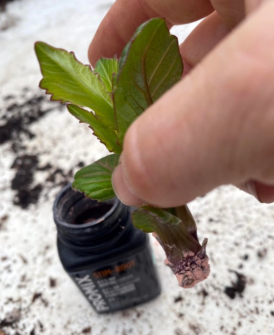 A dahlia cutting is dipped in rooting powder. (Heather Warkentin photo)