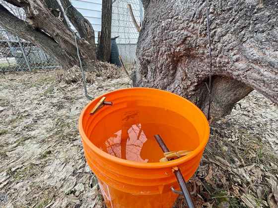 A pail full of that will hopefully become edible homegrown maple syrup. (Eva Wasney / Winnipeg Free Press)