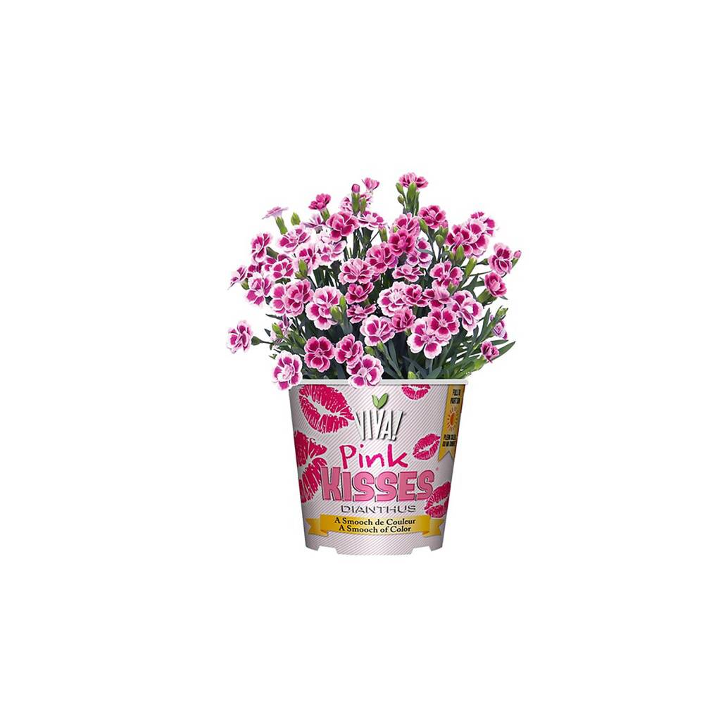 The Home Depot Canada
                                Grow Pink Kisses Dianthus indoors or outdoors or gift it to someone you love.