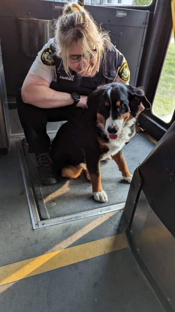 Bus driver, Elizabeth Vaughan, with Minnie during her great bus adventure/escape (Supplied)
