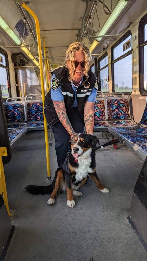 Winnipeg Transit confirmed the canine, who is 11 months old, hopped aboard Route 16 when the driver stopped at Dunkirk Drive and West Fernwood during morning rush hour on May 25. (Supplied)