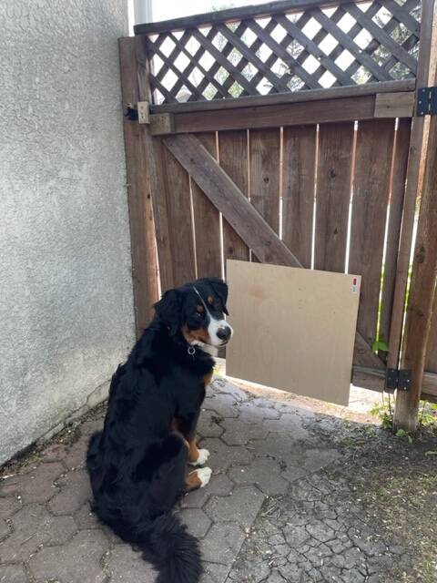 Minnie escaped under this fence Thursday morning at around 6:30 a.m. Steve Melo has since attached a board to the gate to close the gap. (Supplied)