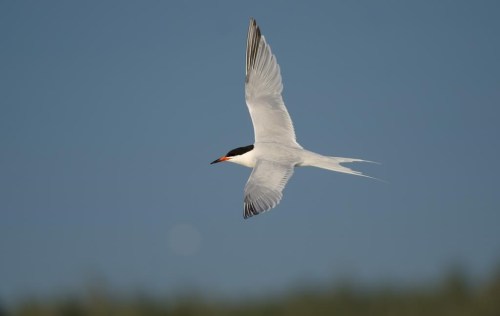 A roseate tern is seen in flight at North Brother Island, N.S., in a July 29, 2020, handout photo. There are worries about the potential effect a 13-turbine wind farm may have on the endangered roseate tern and other birds, as the province gives a green light to the Nova Scotia project. THE CANADIAN PRESS/HO-Alix Arthur d'Entremont, *MANDATORY CREDIT*