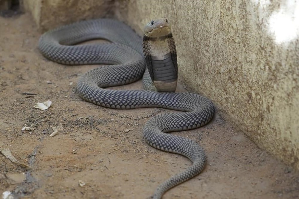 In this undated photo released by Sara Abdalla, director of the zoological park at the University of Khartoum, a Nubian spitting cobra is pictured inside its enclosure in Khartoum, Sudan. The animal is one of dozens feared dead or missing inside the park in Sudan's capital after intense fighting made the location unreachable. (Sara Abdalla via AP)