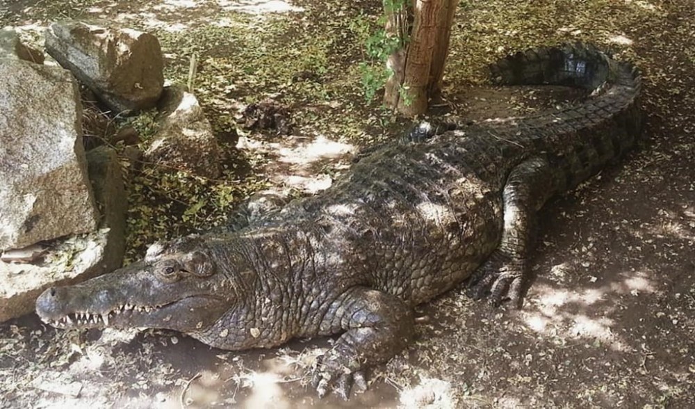 In this undated photo released by Sara Abdalla, director of the zoological park at the University of Khartoum, a Nile crocodile is pictured inside its enclosure in Khartoum, Sudan. The 50-year-old reptile was raised in captivity from an egg, and is one of dozens feared dead or missing inside the park in Sudan's capital after intense fighting made the location unreachable. (Sara Abdalla via AP)