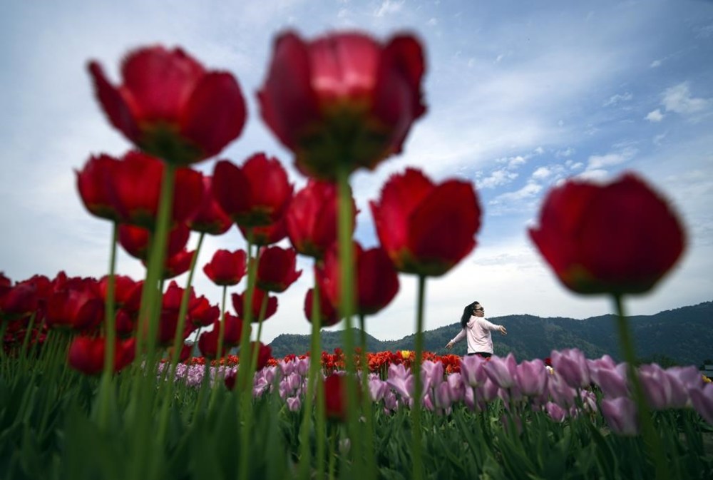 A woman poses between rows of tulips at the Abbotsford Tulip Festival at Lakeland Flowers, in Abbotsford, B.C., May 3, 2023. A sociologist says it's time to refocus Mother's Day — but not in the way you might be thinking. THE CANADIAN PRESS/Darryl Dyck