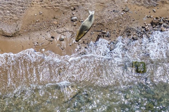 Yulia, an endangered Mediterranean monk seal, rests on the beach in Tel Aviv, Israel, Tuesday, (Ariel Schalit / The Associated Press)