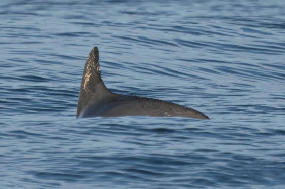 A vaquita marina swims in the Biosphere Reserve of the Upper Gulf of California and Colorado River Delta, in the Sea of Cortez, Mexico. (Sea Shepherd Conservation Society via The Associated Press)