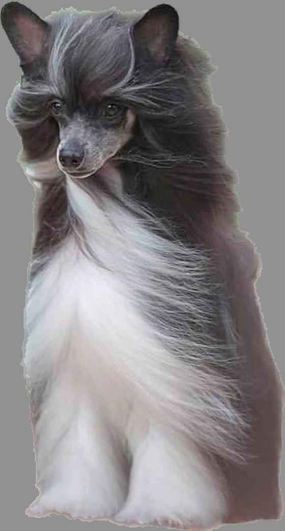 Wind’s Something About Mary (Mary) is a four-and-a-half year old Chinese crested powder puff. (Supplied)