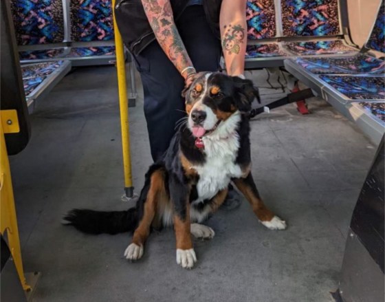 Bus driver Elizabeth Vaughan, with Minnie during her great bus adventure/escape. (Supplied)