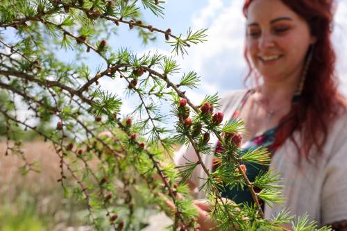 Photos by RUTH BONNEVILLE / WINNIPEG FREE PRESS
                                &lsquo;We forage with the season,&rdquo; says Erica Lindell amid a bounty of tamarack cones and branches. &lsquo;We use what a lot of people call weeds for food. We buy from the grocery store but we are also out foraging almost daily.&rsquo;